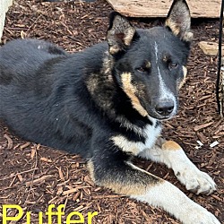 Thumbnail photo of Puffer #2