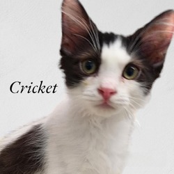 Photo of Cricket