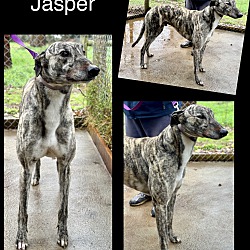 Thumbnail photo of Jasper #2