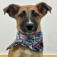adopt a pet