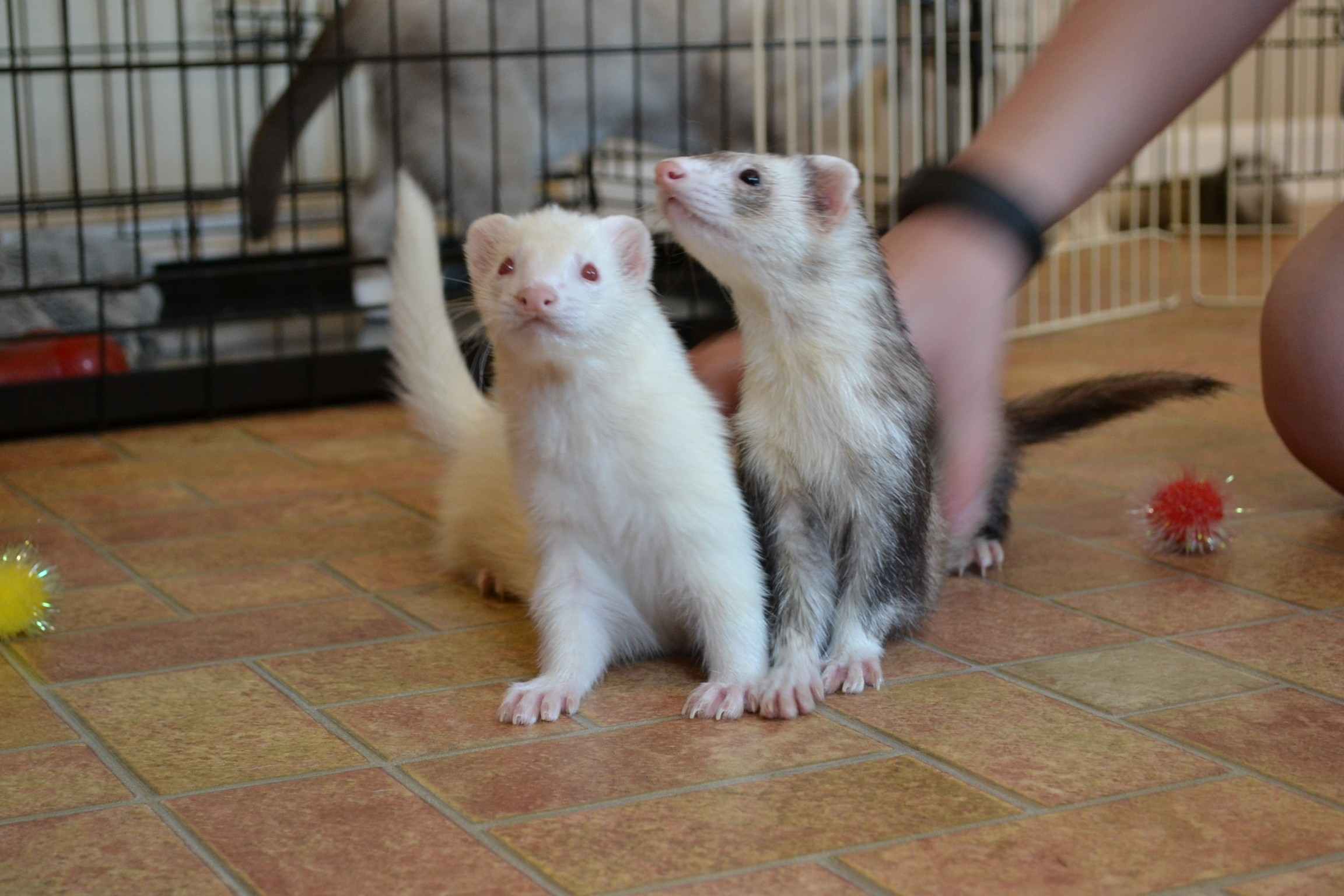 Miniature ferrets deals for sale