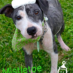 Thumbnail photo of Mistletoe #2