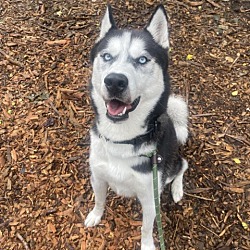 Photo of Wolf