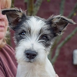 Photo of Scrappy