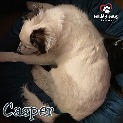 Thumbnail photo of Casper (Courtesy Post) #3