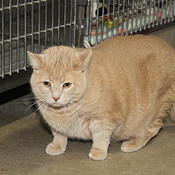 bonded pet photo