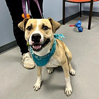adopt a pet