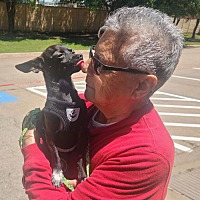 adopt a pet