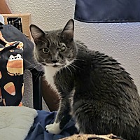 adopt a pet