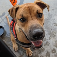 adopt a pet