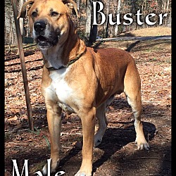 Thumbnail photo of Buster (reduced fee) #3