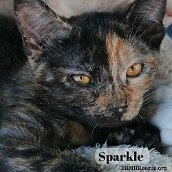Thumbnail photo of Sparkle #1