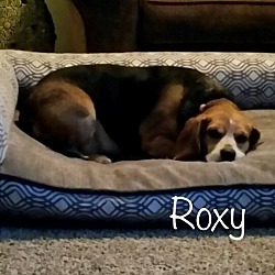 Thumbnail photo of Bella and Roxy (love us) #3