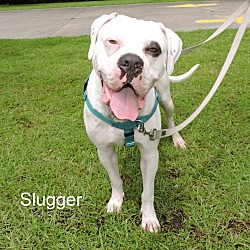 Thumbnail photo of Slugger #1