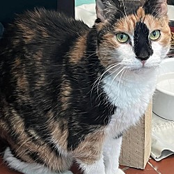 Photo of Petunia