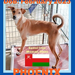 Thumbnail photo of PHOENIX - Oman #1