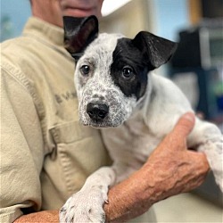 Photo of Dakota - At shelter available 5/1
