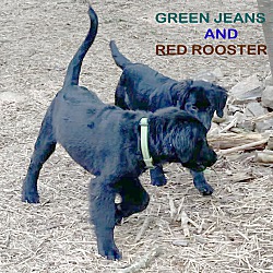 Thumbnail photo of Green Jeans #3