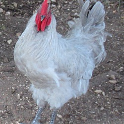 Thumbnail photo of Rooster #1