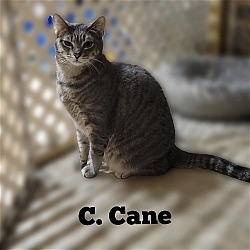 Thumbnail photo of C. CANE #1