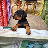 adopt a pet