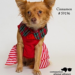 Thumbnail photo of Cinnamon (Foster) #3