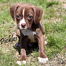 Thumbnail photo of Pickles~adopted! #3