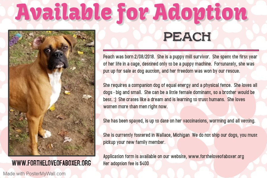 Wallace Mi Boxer Meet Peach A Pet For Adoption