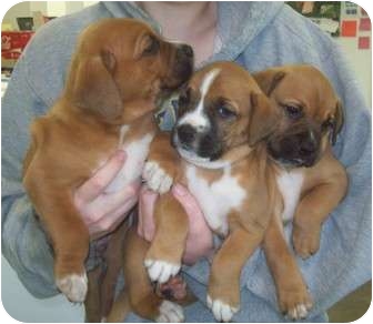 boxer puppies for adoption
