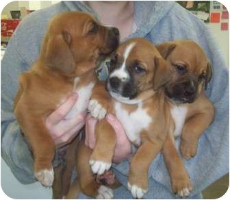 Sherburne Ny Boxer Meet 10 Boxer Puppies A Pet For Adoption