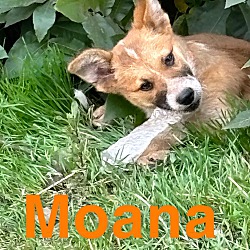 Photo of Moana