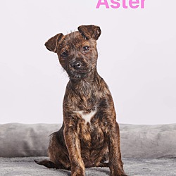 Thumbnail photo of Aster #1
