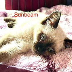 Photo of Sunbeam