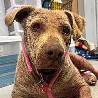 adopt a pet