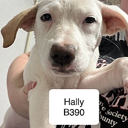 Thumbnail photo of Hally B390 #1