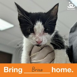 Thumbnail photo of Brisa #2