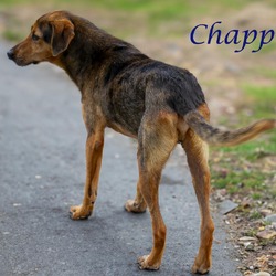 Thumbnail photo of Chappy (D24-061) #2