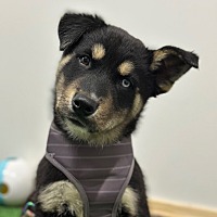 adopt a pet