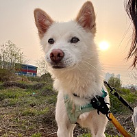 adopt-pet