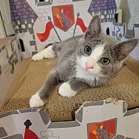 adopt a pet