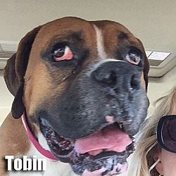 Thumbnail photo of Tobin #1