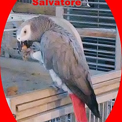 Photo of Salvatore