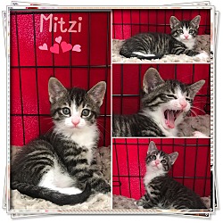 Thumbnail photo of Mitzi #1
