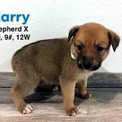 Photo of Harry adoption pending
