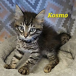 Thumbnail photo of Kosmo #4