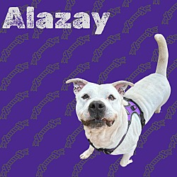 Photo of Alazay