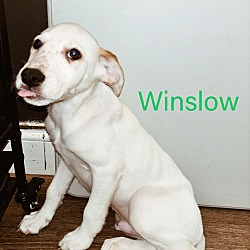 Thumbnail photo of Winslow #1