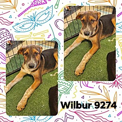 Thumbnail photo of Wilbur #2