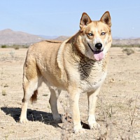adopt a pet