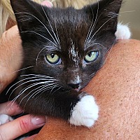 adopt a pet